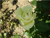 317c38d3-Picture 2183.jpg